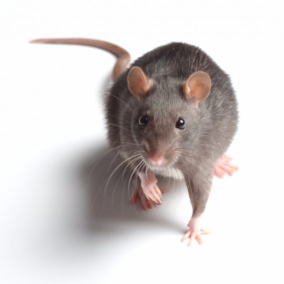 Rats, Pest Control in Barnet, High Barnet, Arkley, EN5. Call Now! 020 8166 9746