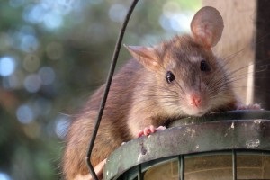 Rat Infestation, Pest Control in Barnet, High Barnet, Arkley, EN5. Call Now 020 8166 9746