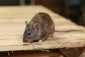 Mice Infestation, Pest Control in Barnet, High Barnet, Arkley, EN5. Call Now 020 8166 9746