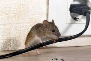 Mice Control, Pest Control in Barnet, High Barnet, Arkley, EN5. Call Now 020 8166 9746