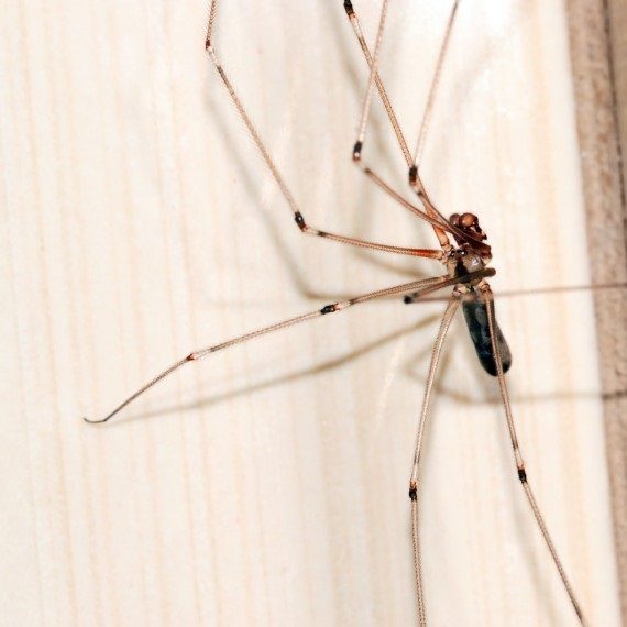 Spiders, Pest Control in Barnet, High Barnet, Arkley, EN5. Call Now! 020 8166 9746