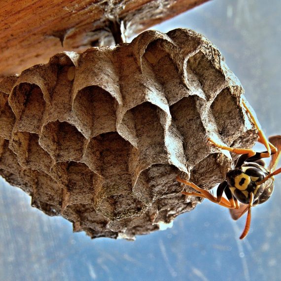 Wasps Nest, Pest Control in Barnet, High Barnet, Arkley, EN5. Call Now! 020 8166 9746