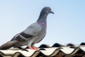 Pigeon Pest, Pest Control in Barnet, High Barnet, Arkley, EN5. Call Now 020 8166 9746